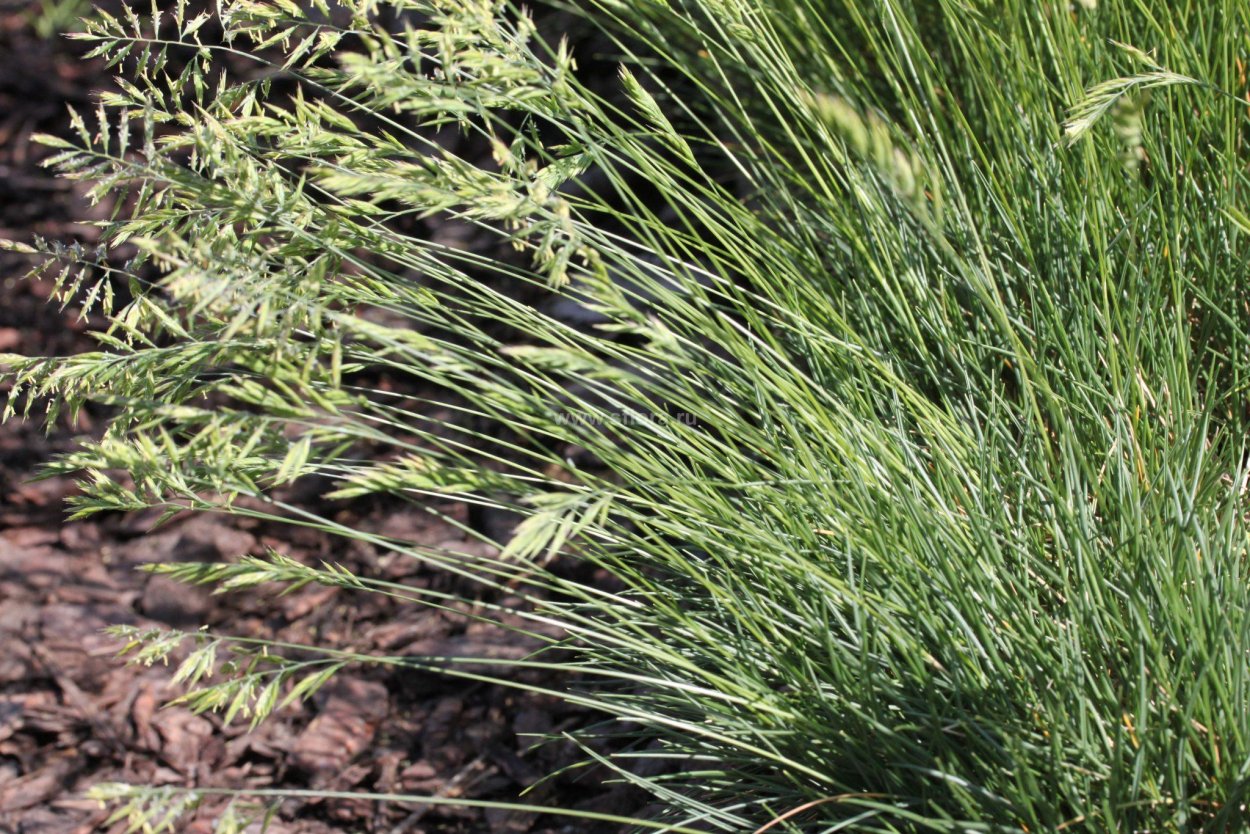 Типчак в степи