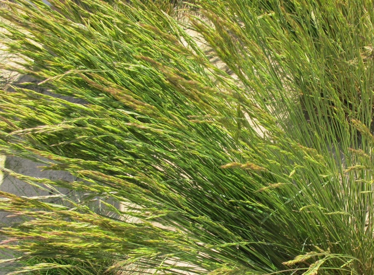 Овсяница овечья сизая