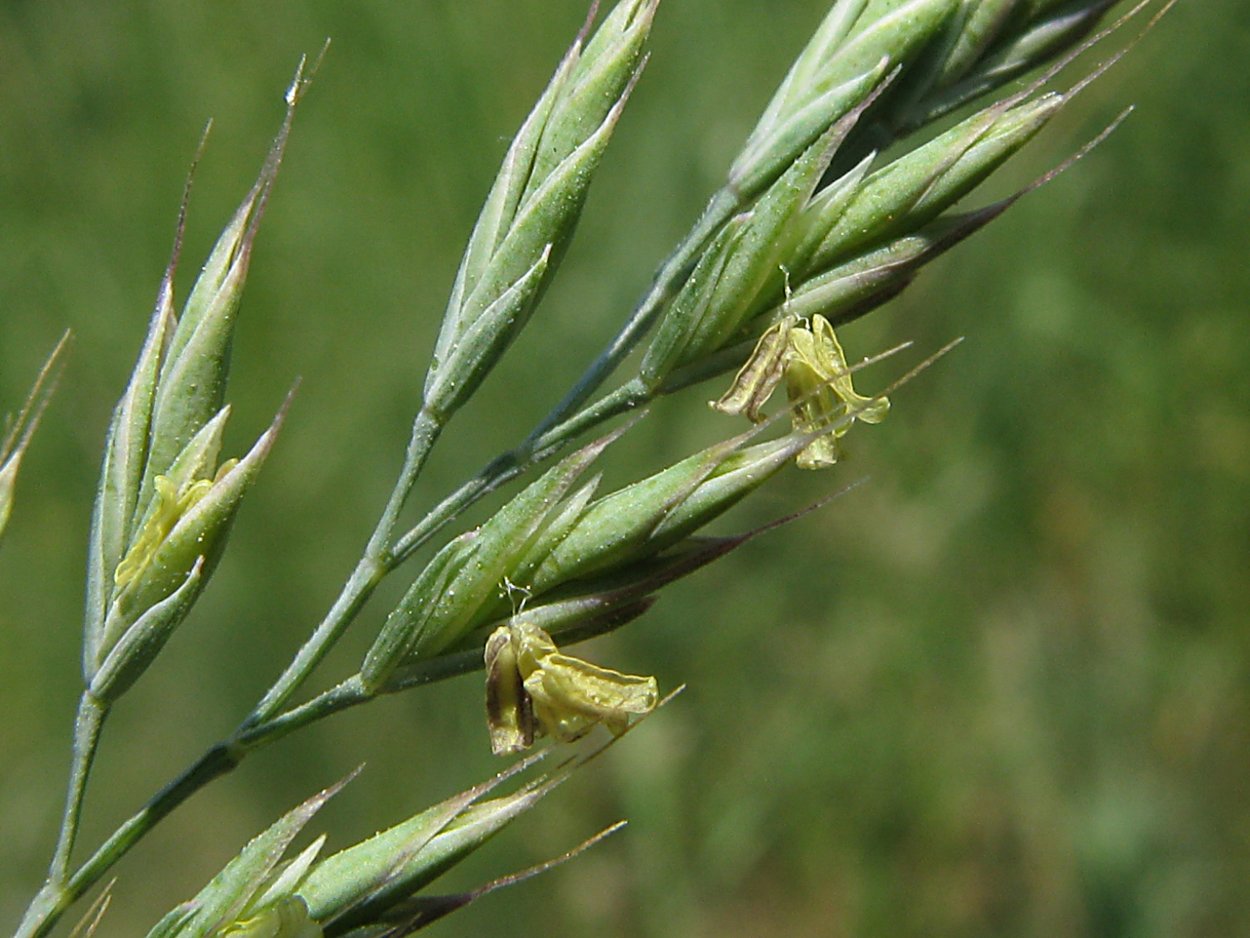 Овсяница фестука сизая