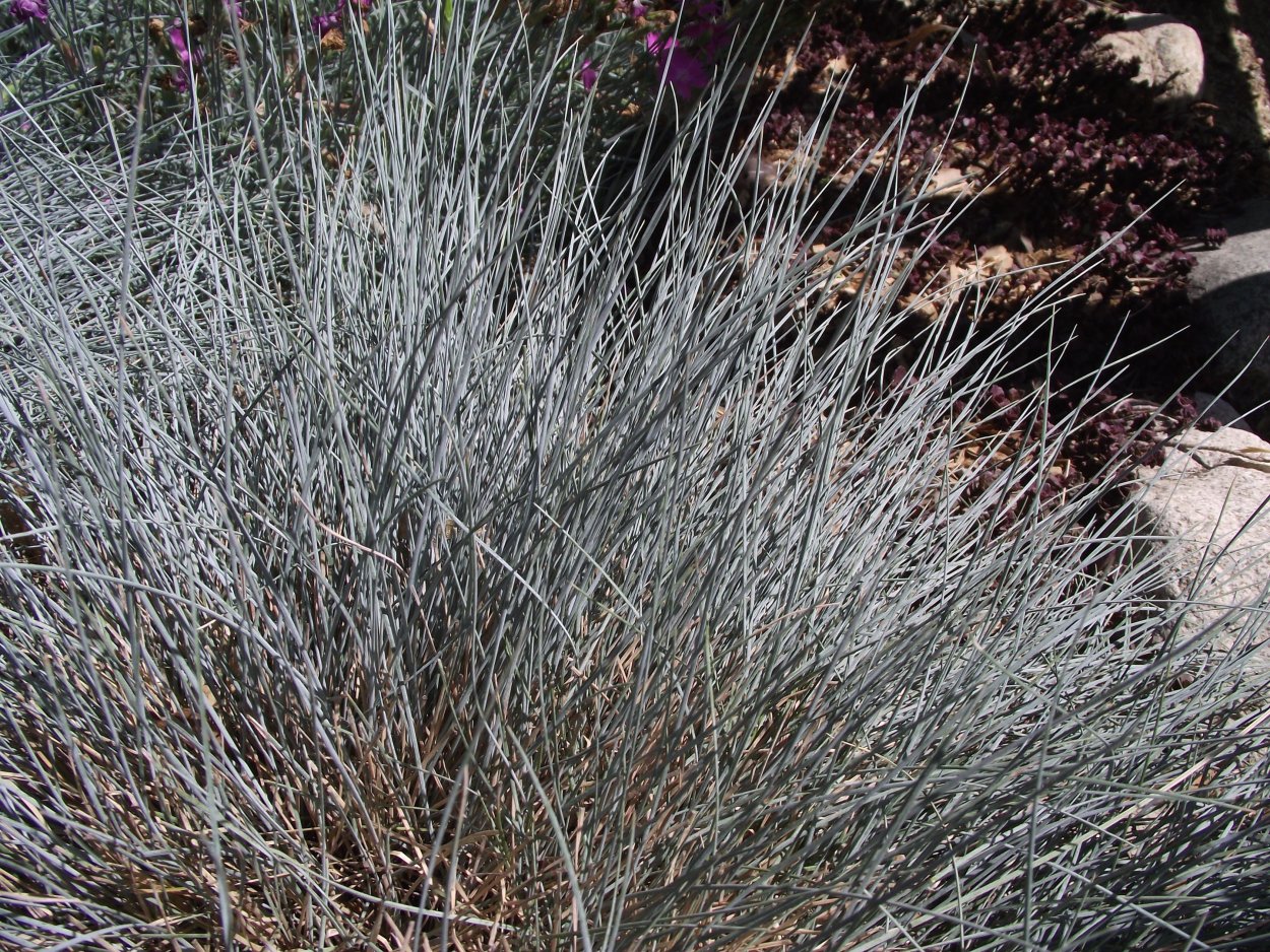 Овсяница Готье (Festuca Gautieri &#96;Hobbit&#96;)