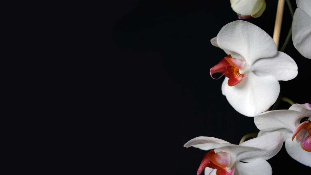 Белая Орхидея на черном фоне