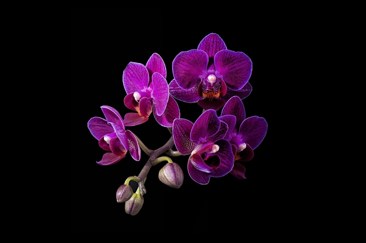 Фаленопсис Блэк фейс