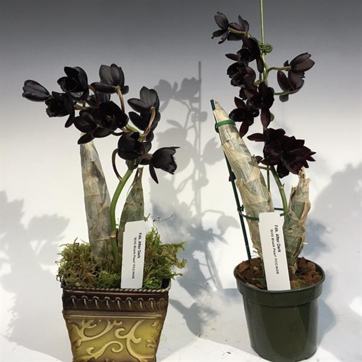 Картинки белая Орхидея ночью Эстетика