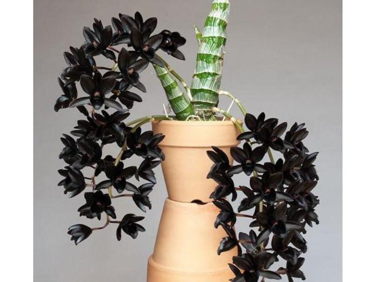 Fredclarkeara after Dark ‘Black Pearl’ 3″