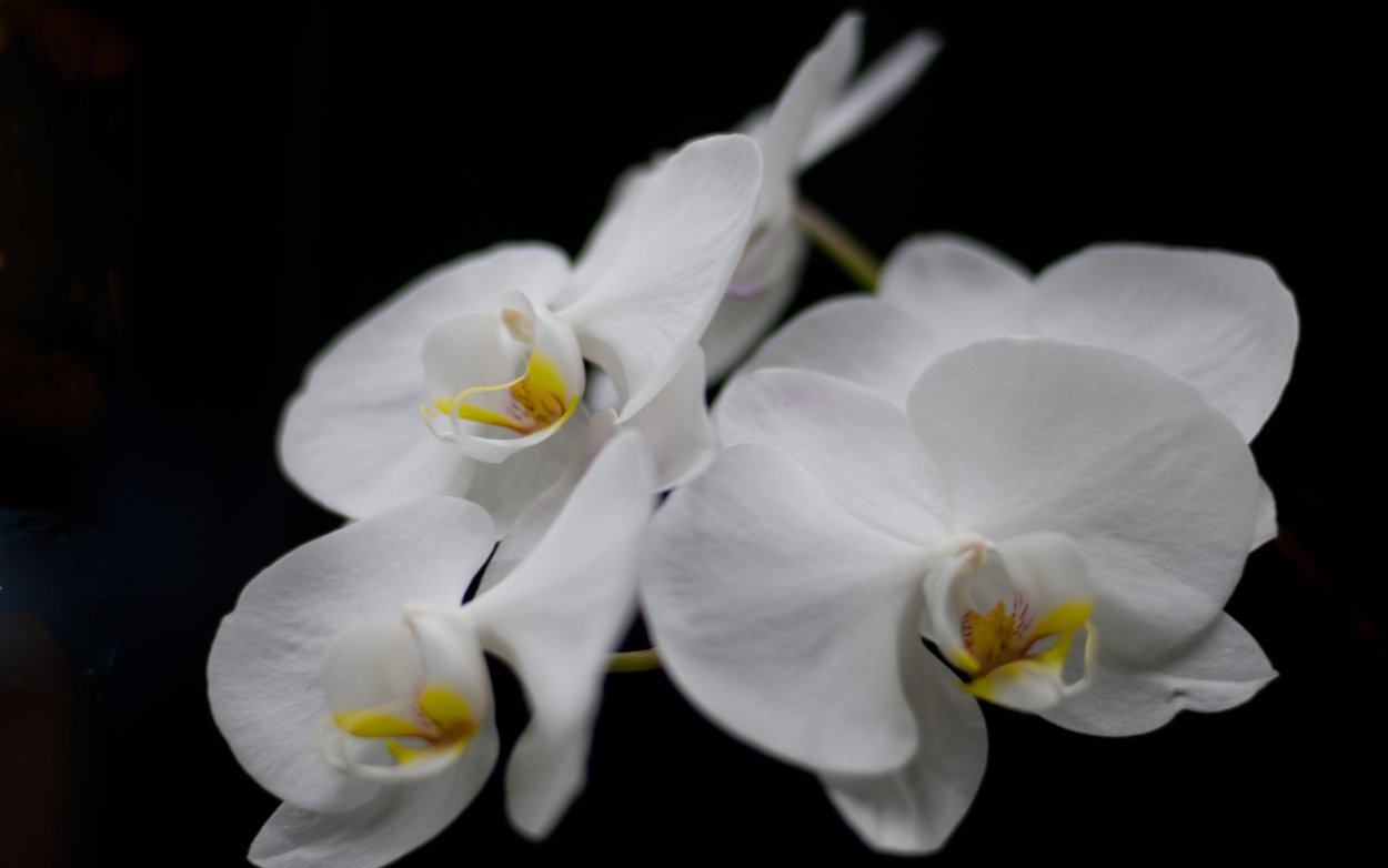 White Orchid Эльвира