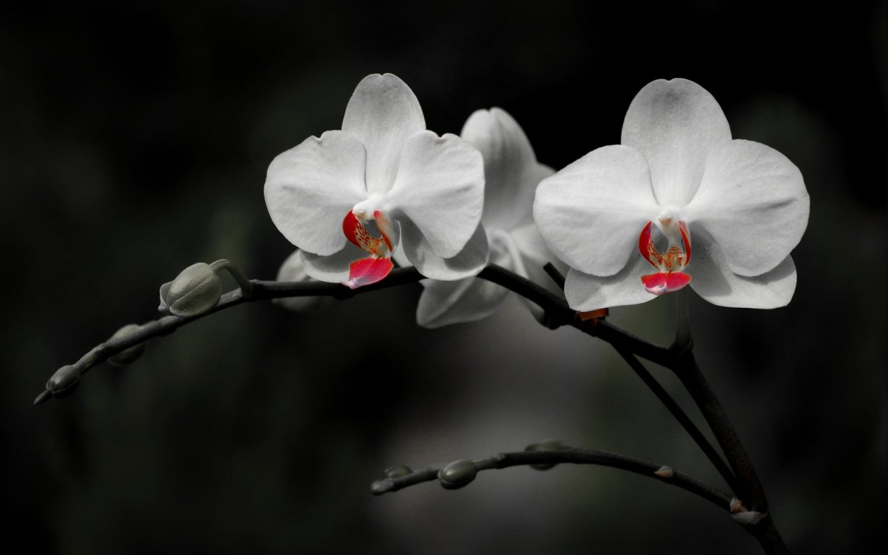 Орхидея на черном фоне
