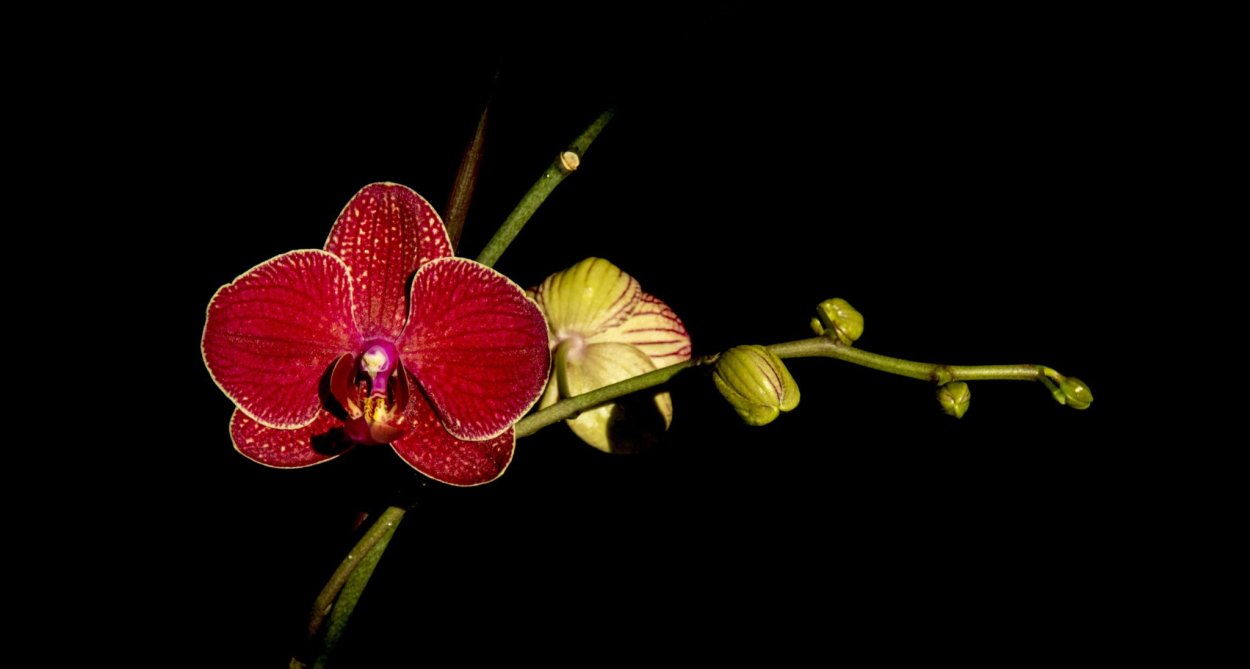 Красная Орхидея на черном фоне
