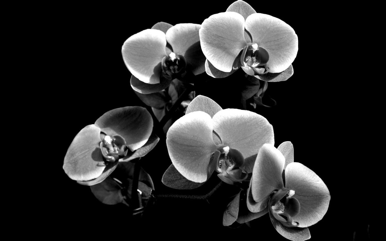 Орхидея фото