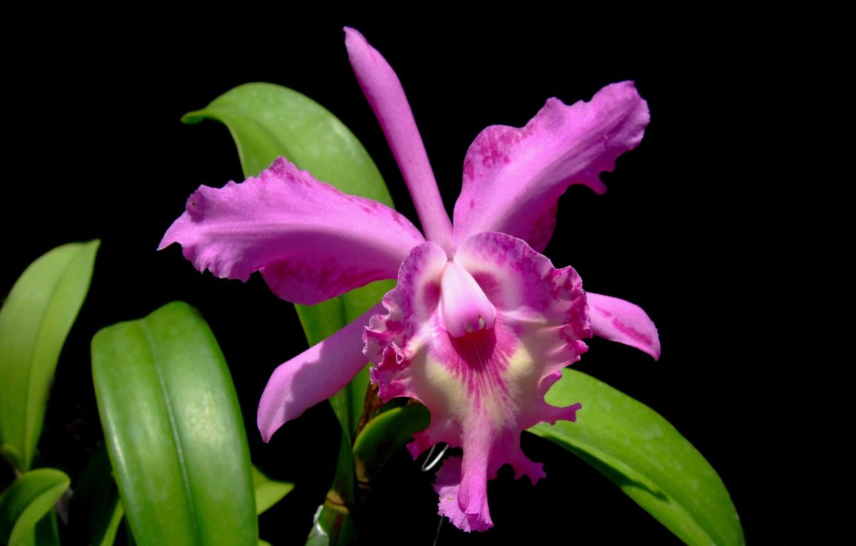 Дикая Орхидея Каттлея