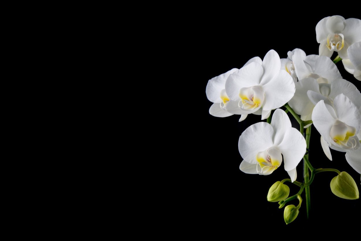 Орхидея на черном фоне