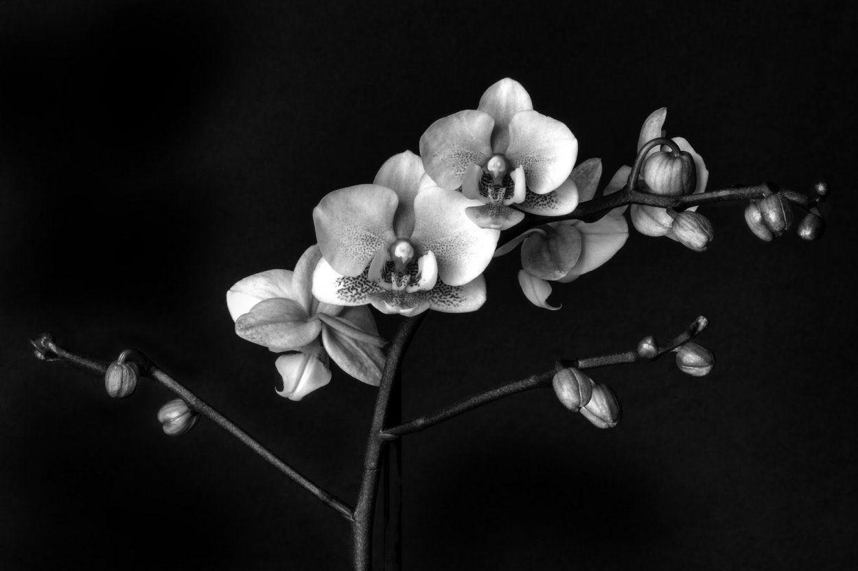 Орхидея черно белая