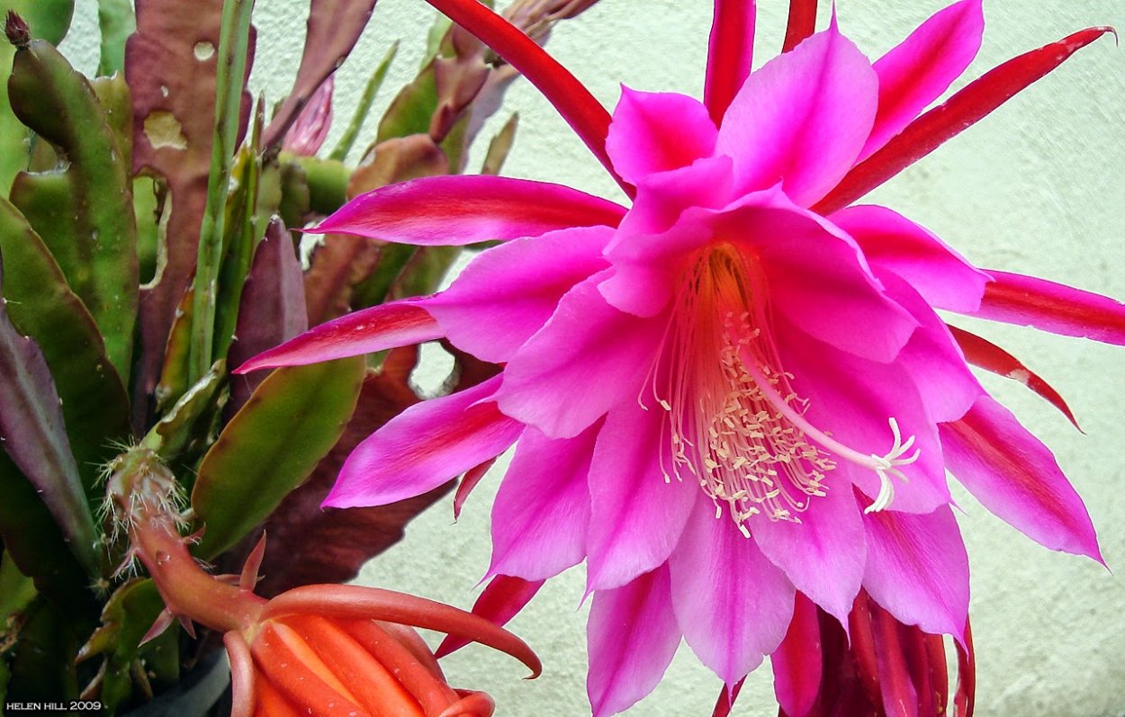 Кактус цветет розовыми цветами