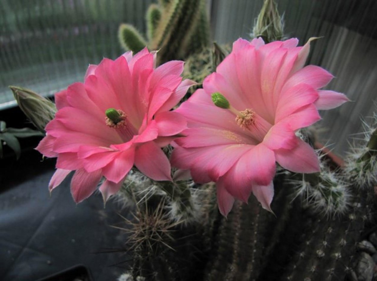 Кактус зацвел