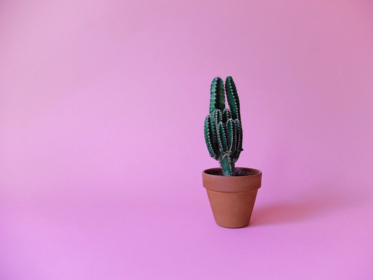 Маммиллярия Родина