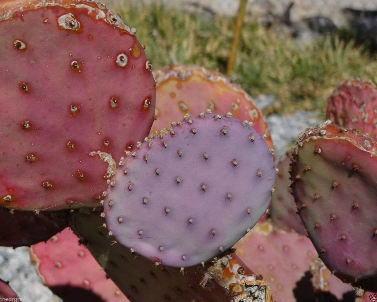 Телефон тюльпан и Кактус Таганрог