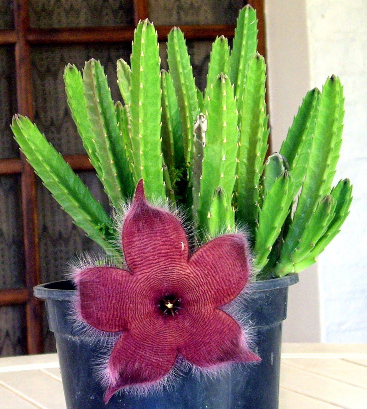 Разнообразие опунций