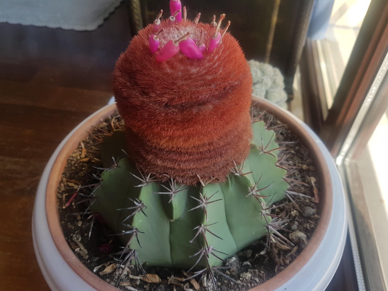 Опунция розовая