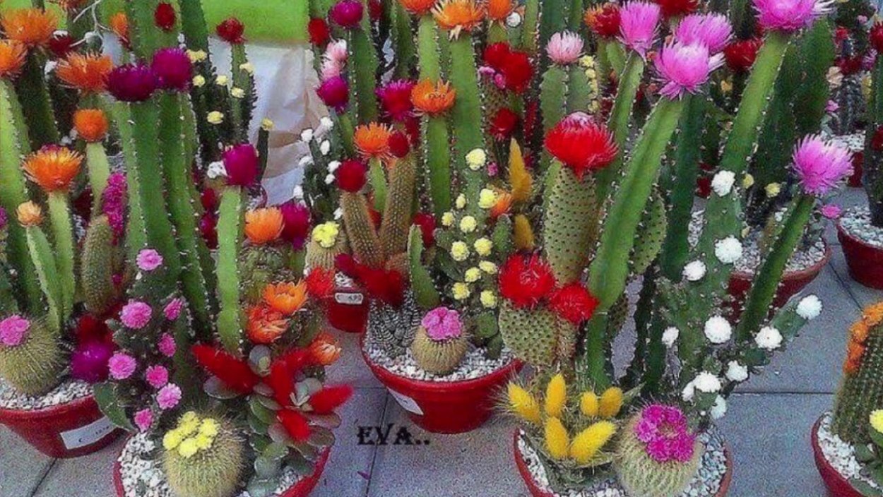 Mammillaria pitcayensis