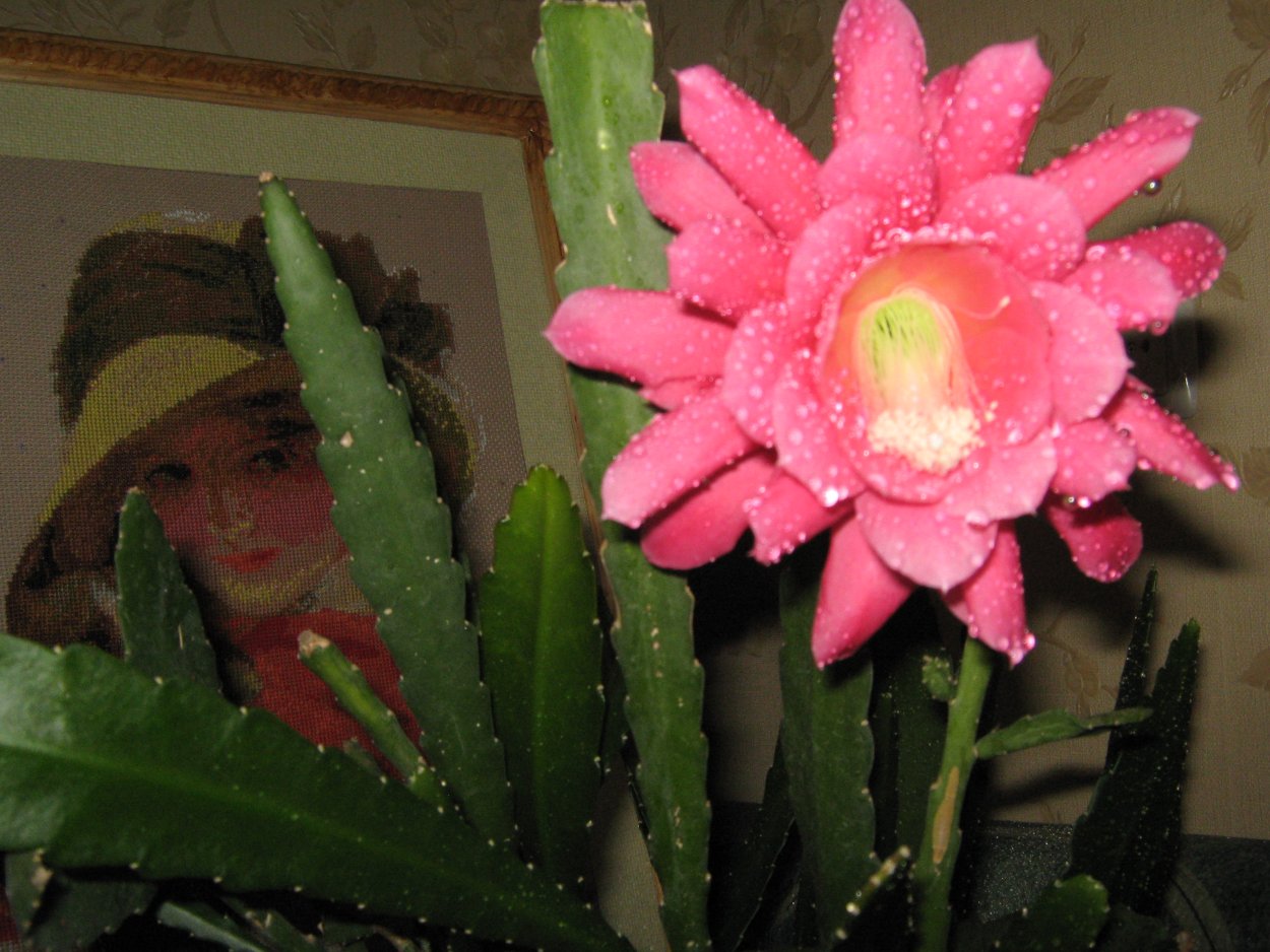 Самые красивые кактусы для дома