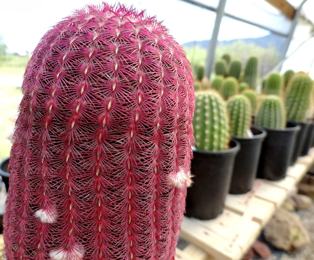 Фиолетовый Кактус