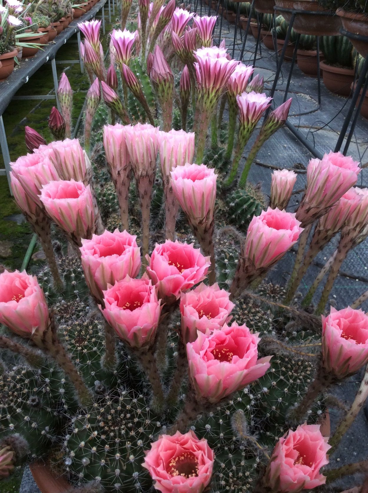 Кактусы комнатные Эстетика