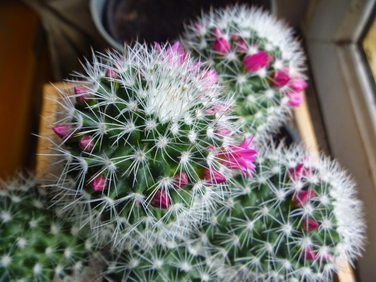 Опунция Кактус красная