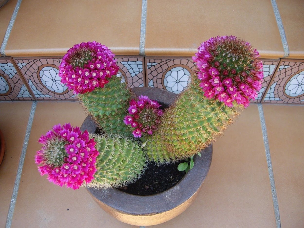 Опунция фиолетовая Purple Prickly