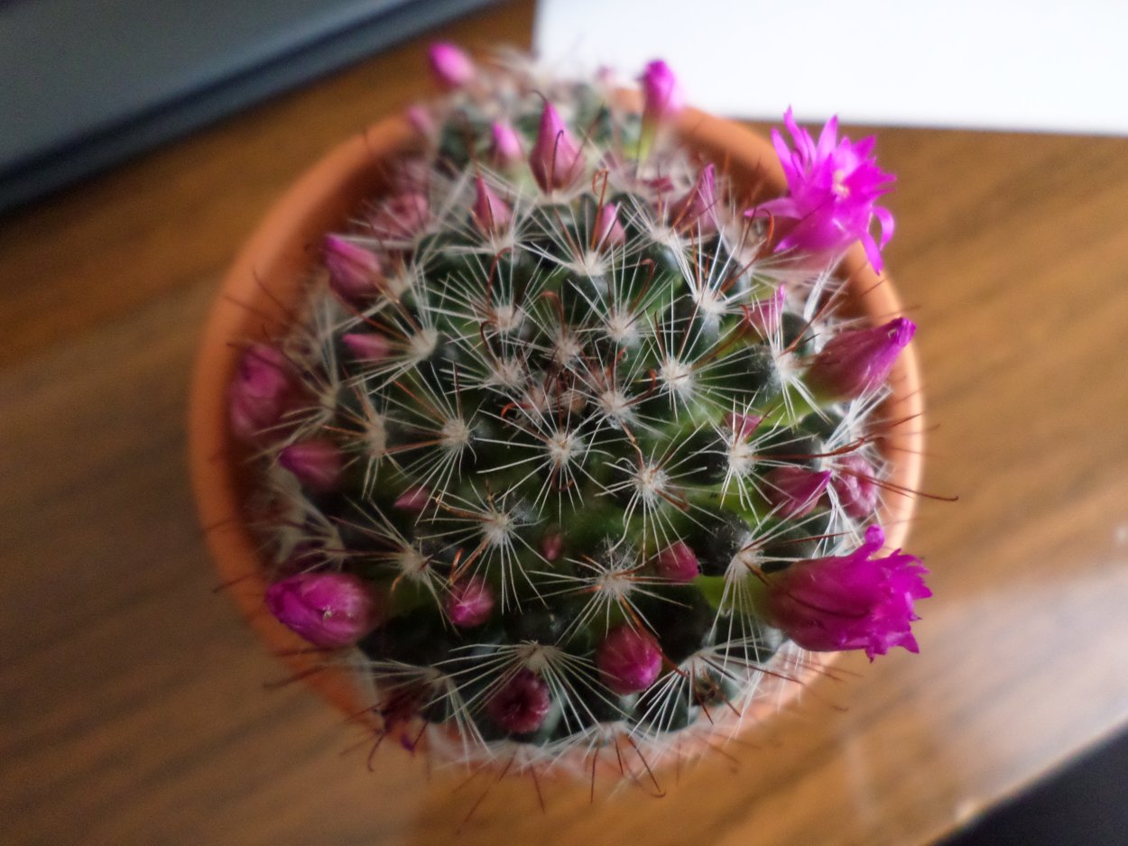 Кактусы с маленькими цветочками