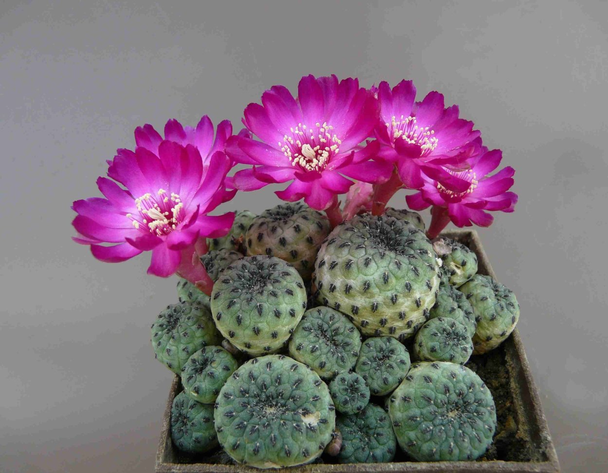 Эхиноцереус жестчайший -Echinocereus-rigidissimus