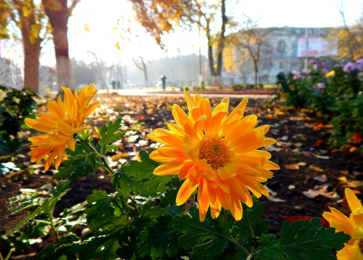 Хризантема желтая Садовая осенью