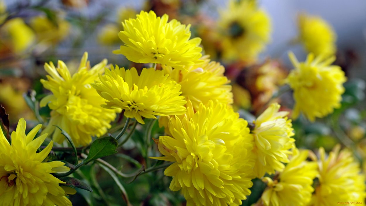 Хризантема Полевая