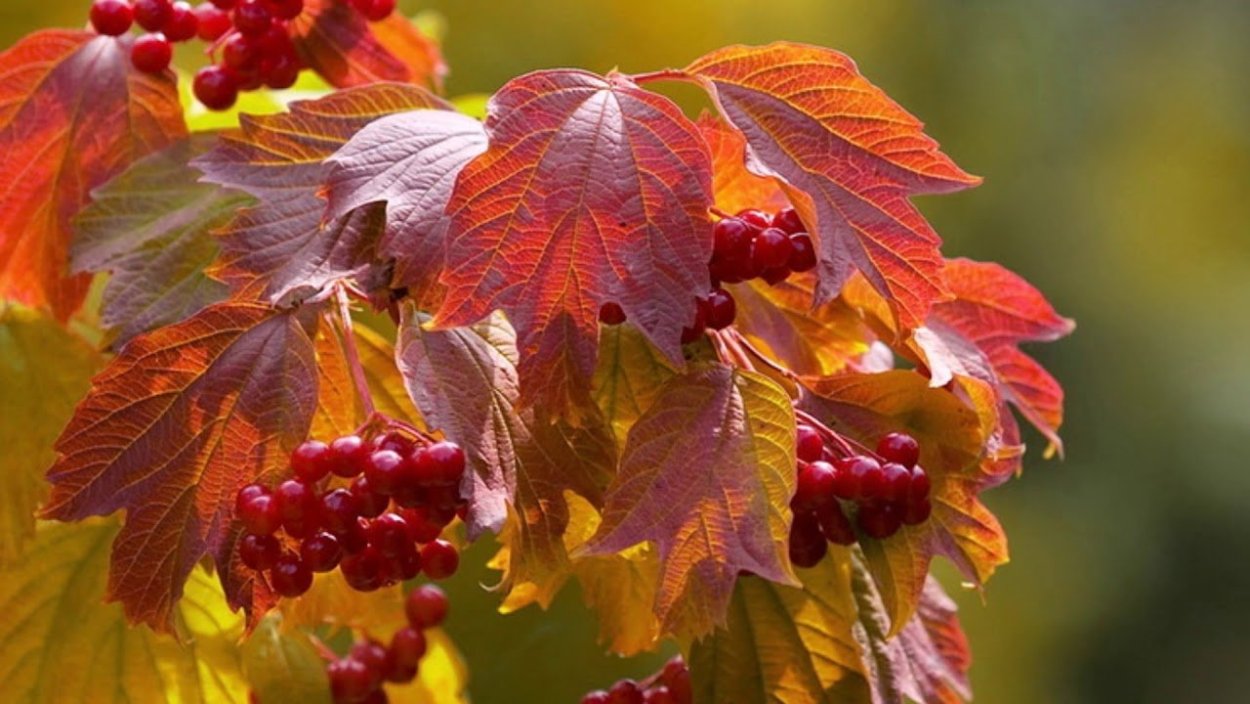 Осенние ягоды