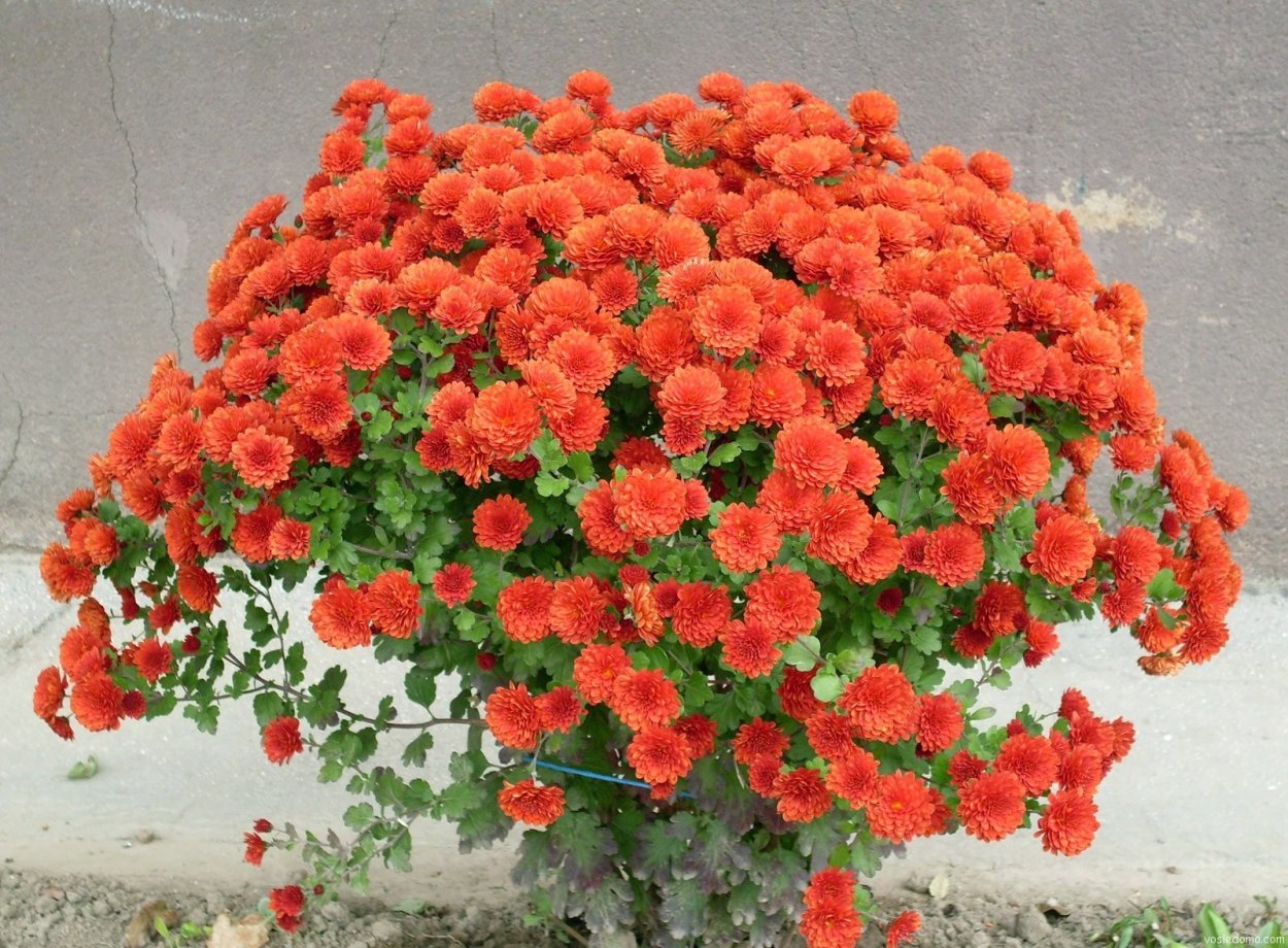 Хризантема оранж Стар