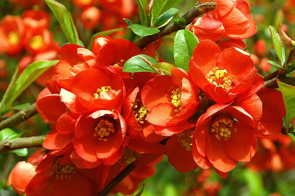 Айва великолепная (хеномелес) Николайн