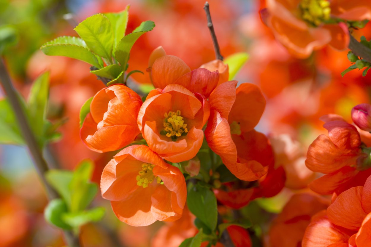 Айва хеномелес плоды