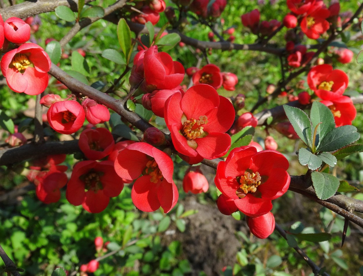 Айва Подмосковная