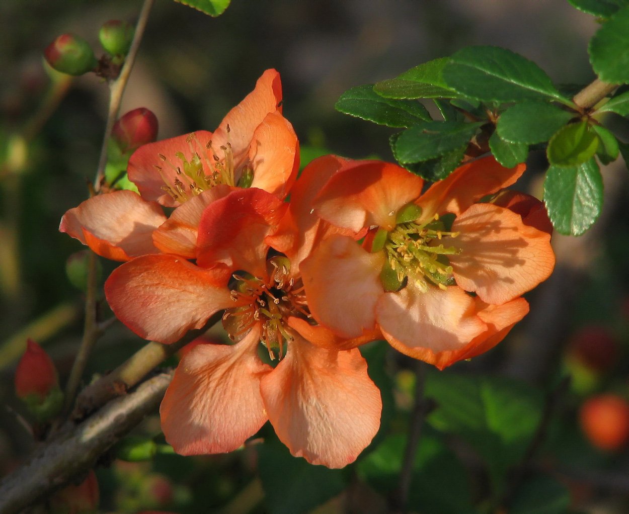 Айва цидония саженцы