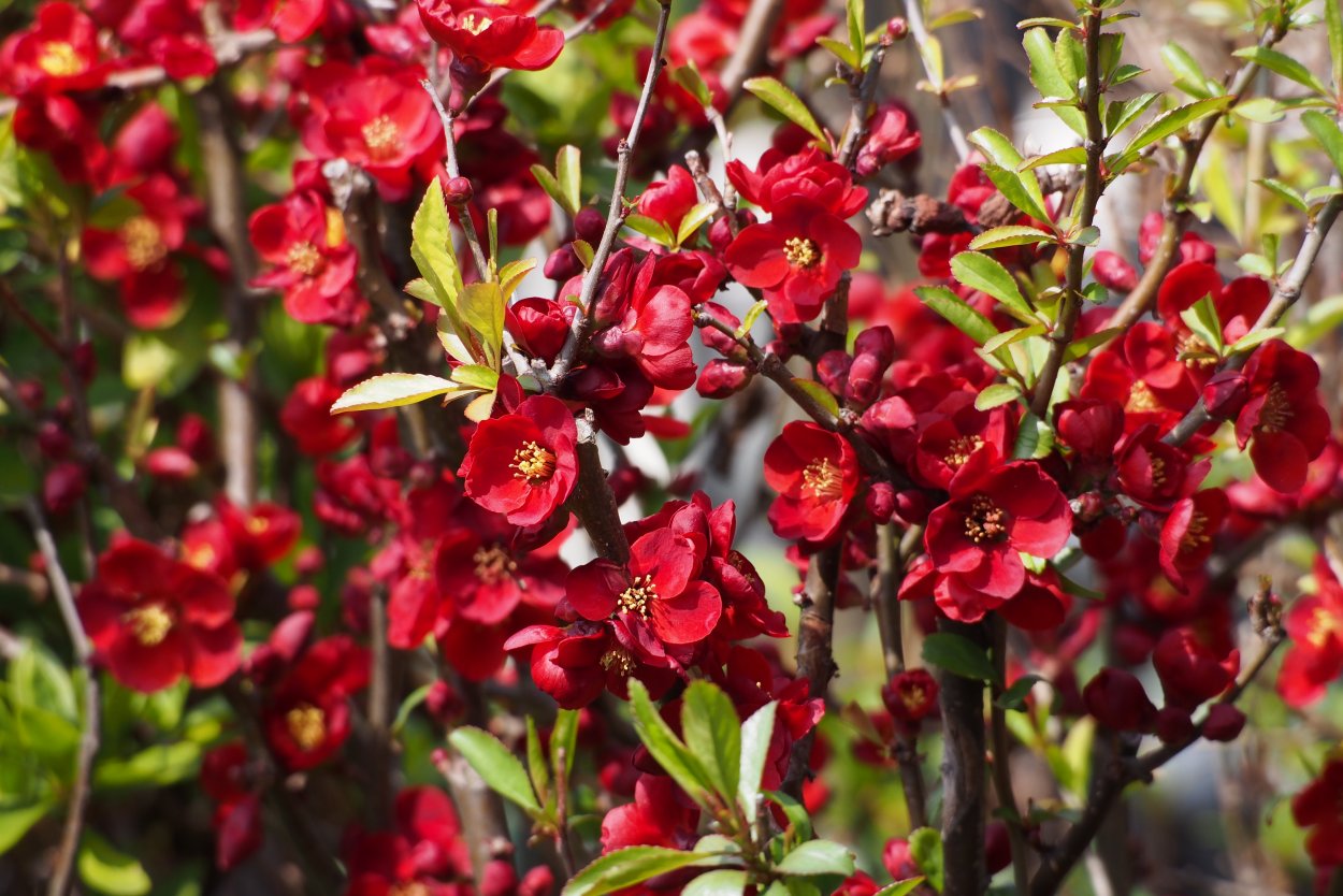 Запретный плод айва или