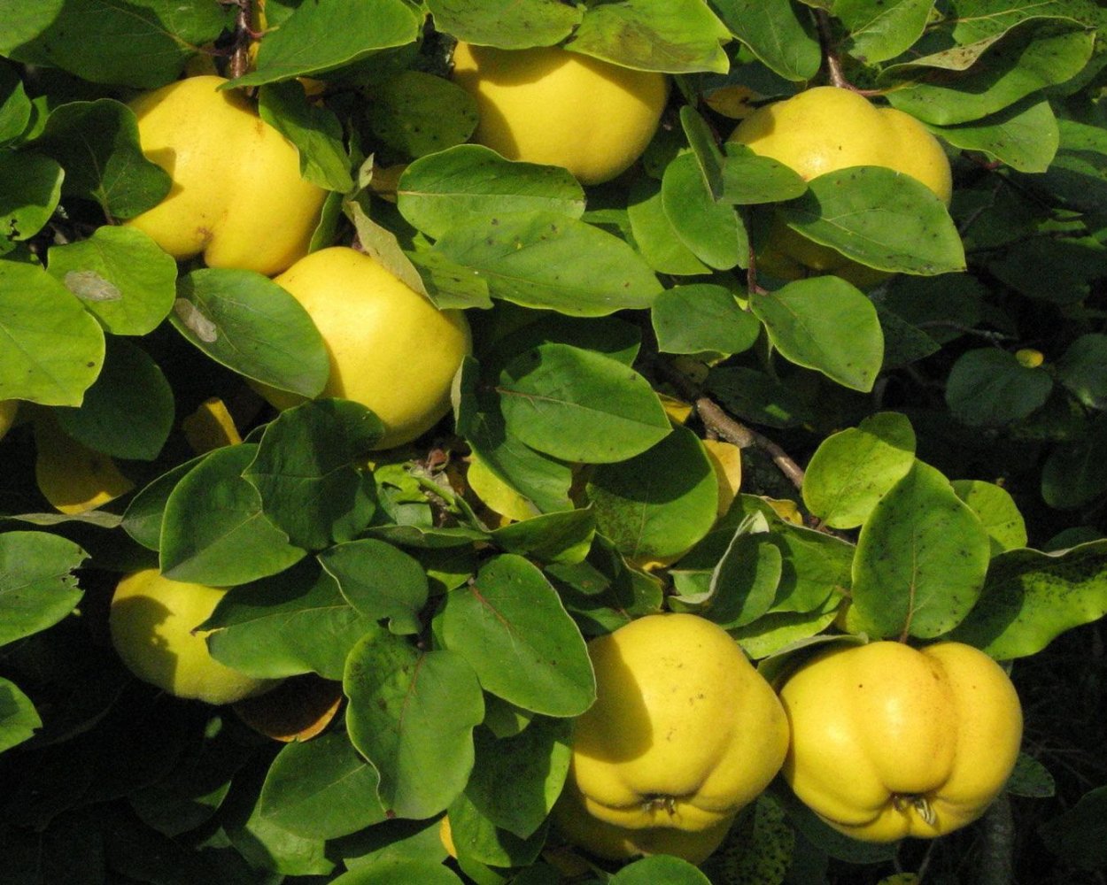 Хеномелес Маулея куст