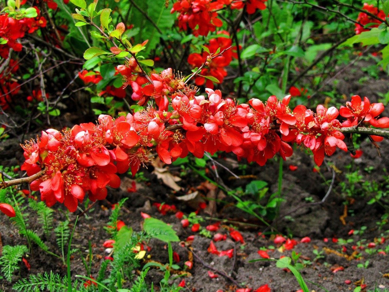 Айва кустарник плоды