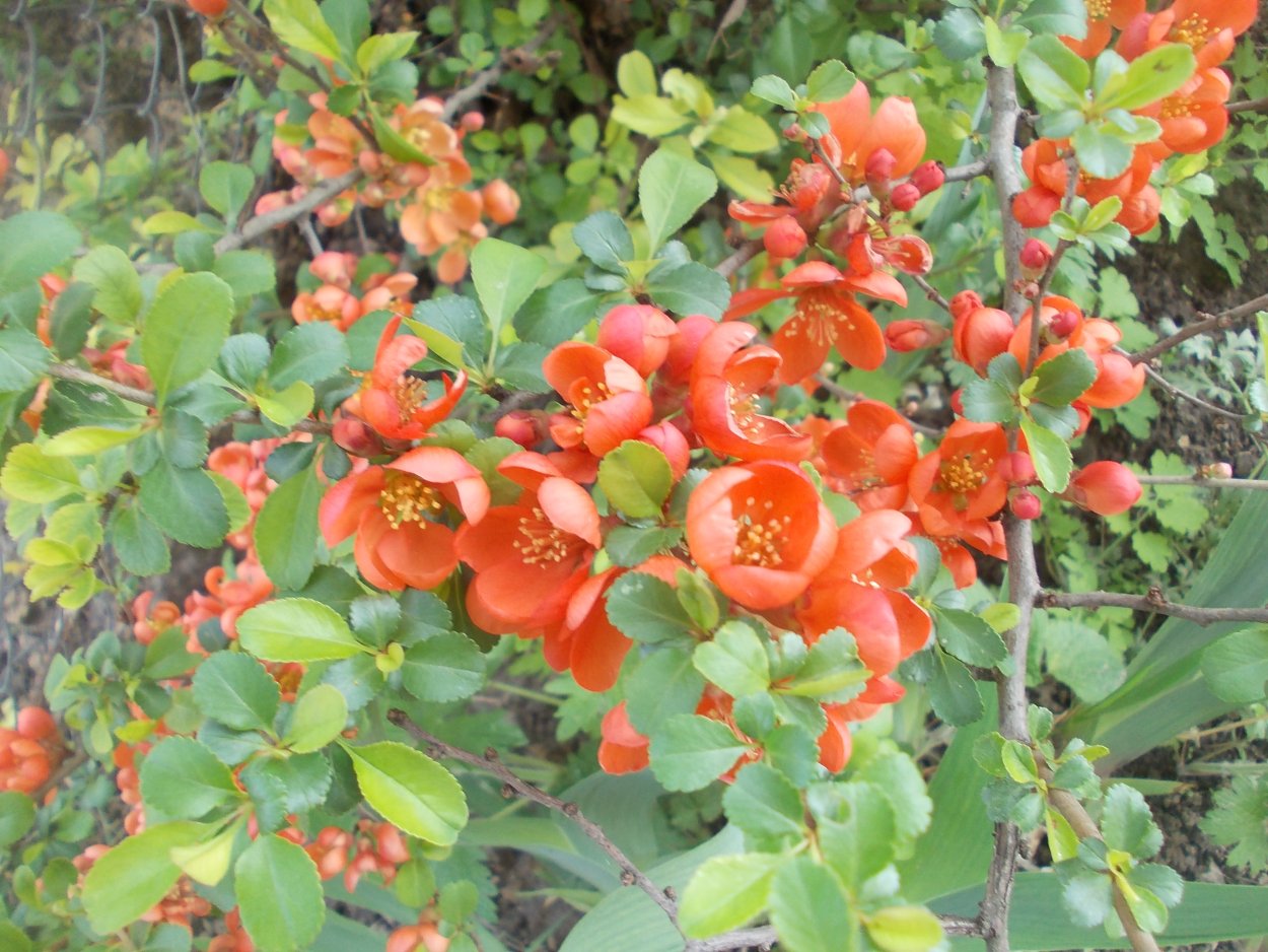 Айва кустарник