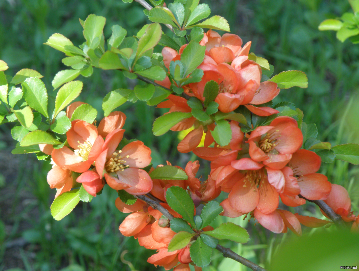 Айва Саржента