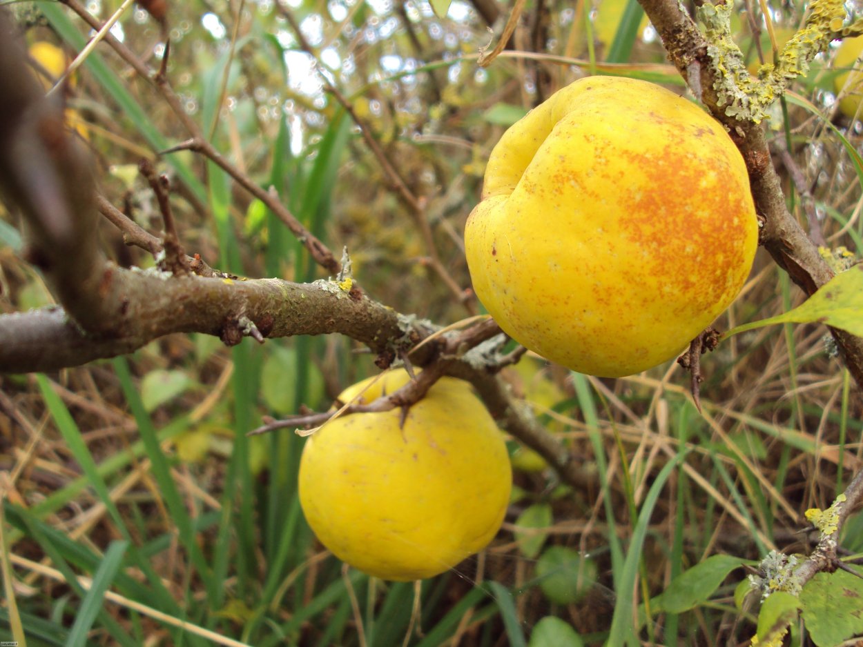Айва японская плоды