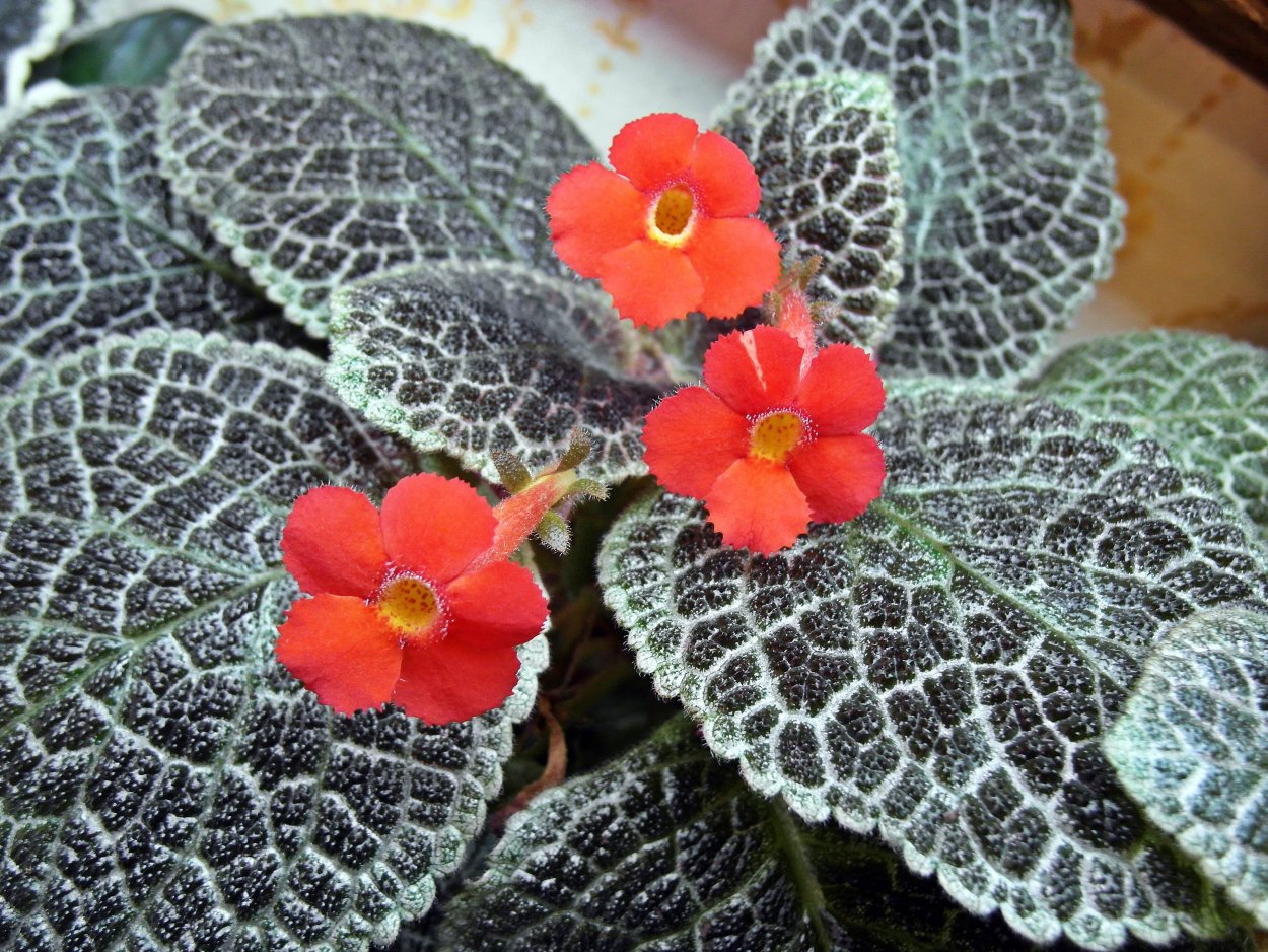 Эписция Валенсия