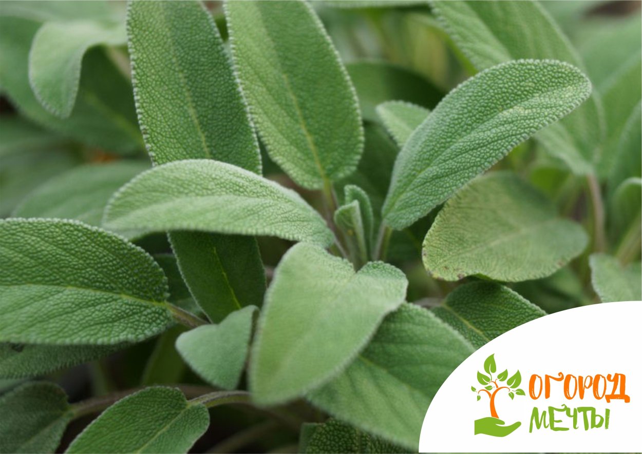 Шалфей лекарственный (Salvia)