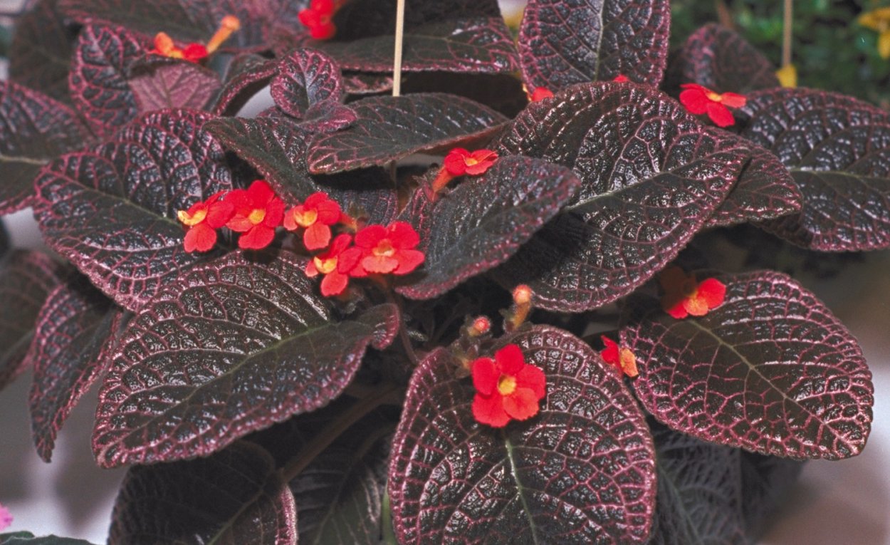 Эписция Coral Glow