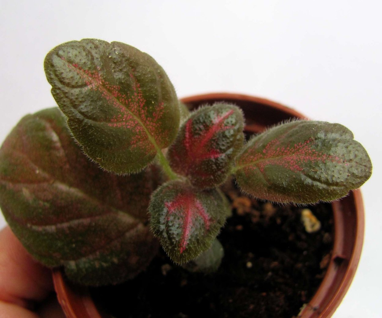 Fittonia albivenis