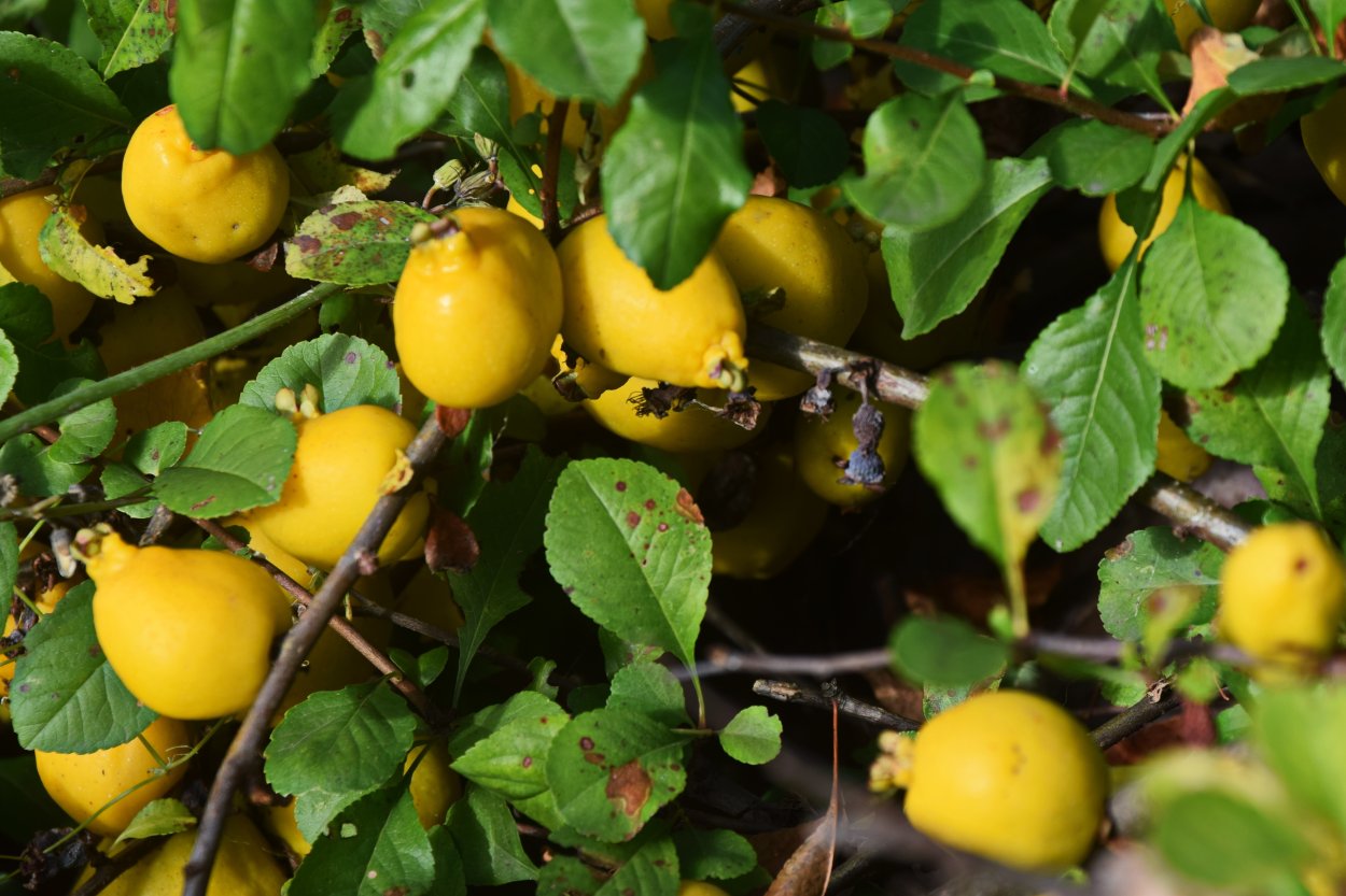 Японская айва кустарник