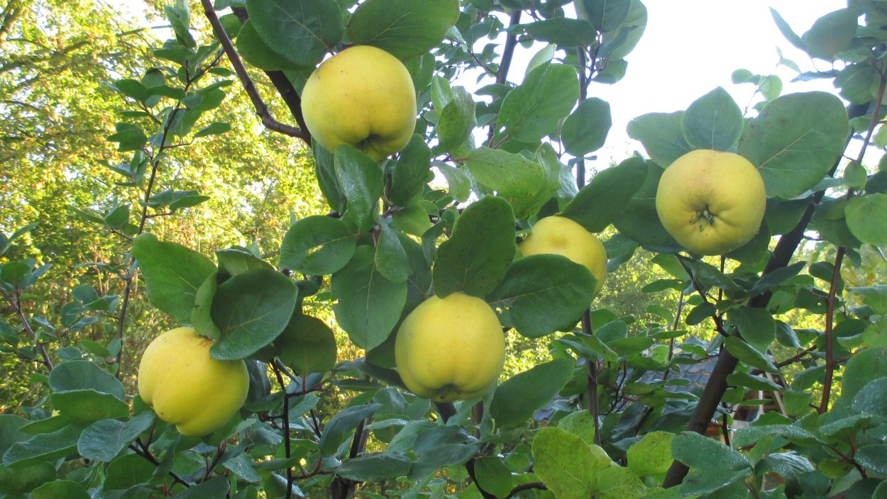 Хеномелес японский фото на Светлом фоне для фотошопа
