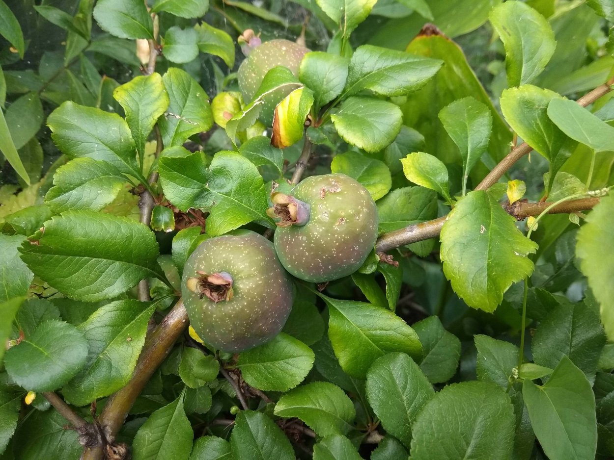 Айва Саржента